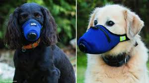 dog air filter