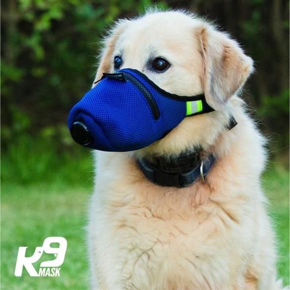 Everything About K9 Mask Air Filter For Dogs As Seen On Shark Tank 12 Thenewscrunch